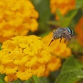 Blue Banded Bee (Amegilla cingulata)
